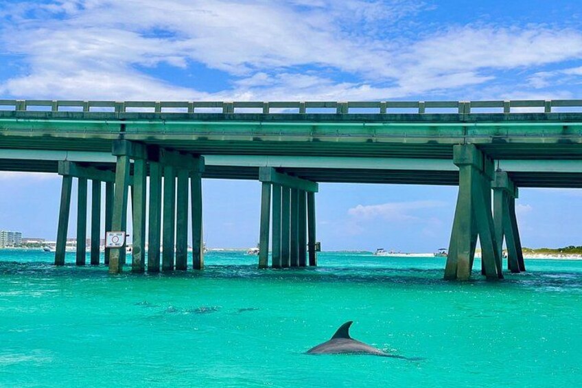 Un puente sobre aguas turquesas con delfines nadando debajo. 3