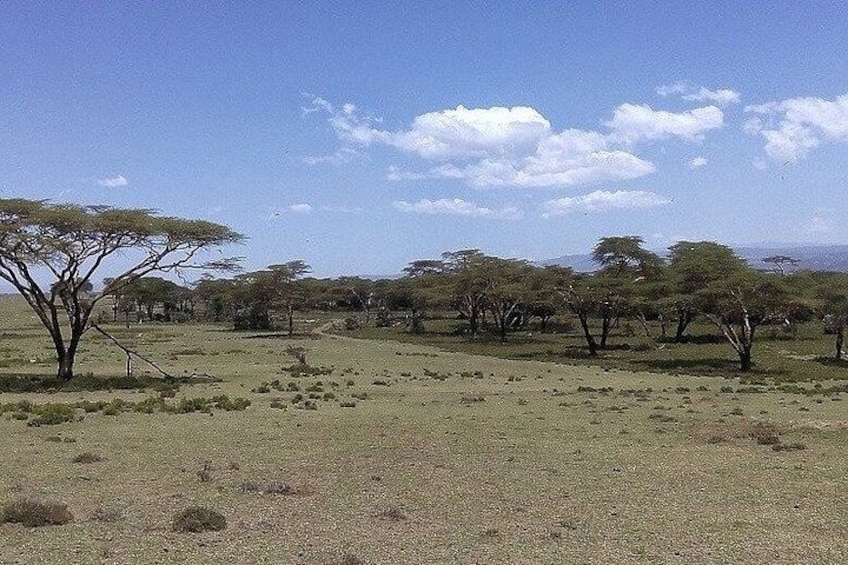 A savanna landscape with scattered acacia trees and a clear sky. 1