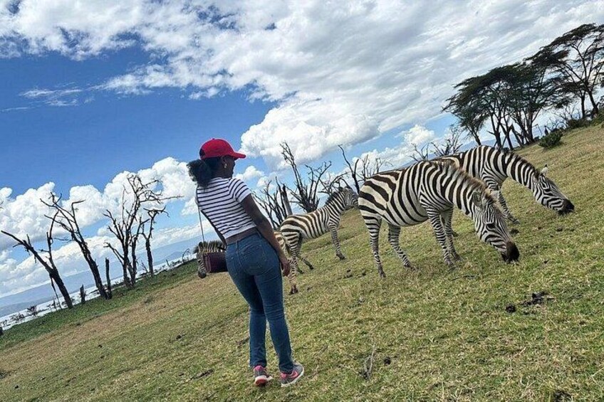 A person observing zebras grazing on a grassy hill with trees in the background. 3