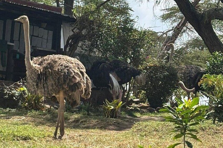 An ostrich in a naturalistic enclosure with trees and shrubs. 5
