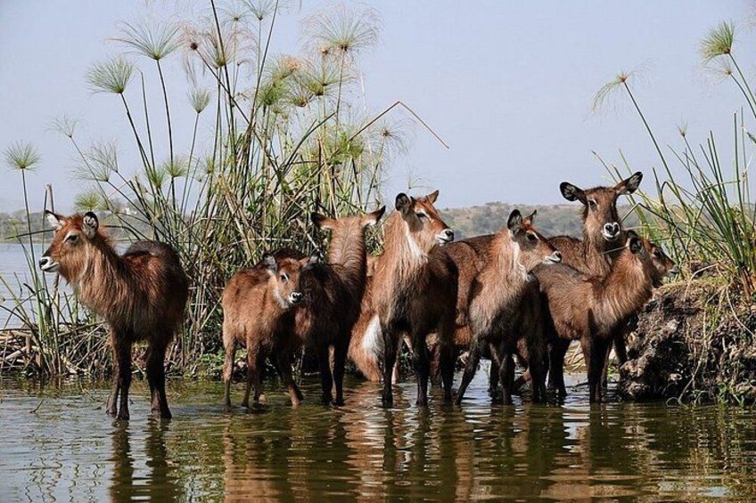 A herd of deer standing in shallow water near tall grass and a body of water. 2
