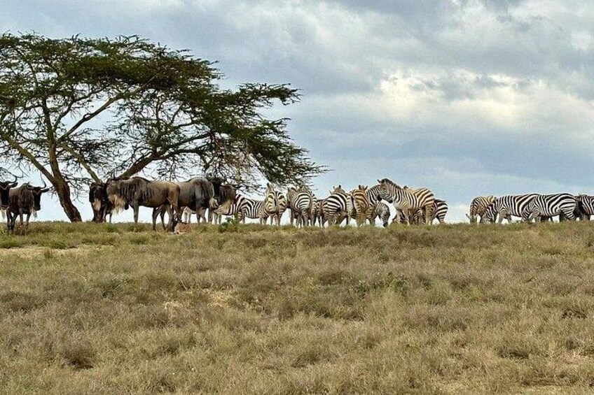 A herd of zebras and wildebeests grazing in a grassy field with a tree in the background. 4