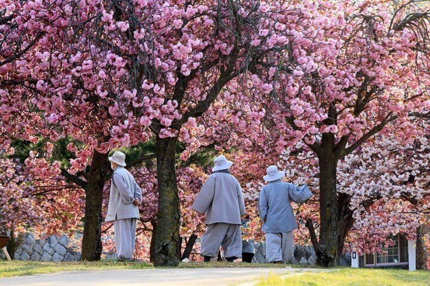 Three people walking along a path in a park with cherry blossom trees. 5