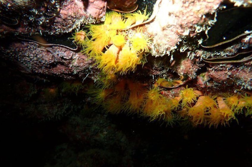 A rocky underwater scene with yellow seaweed and marine life. 3