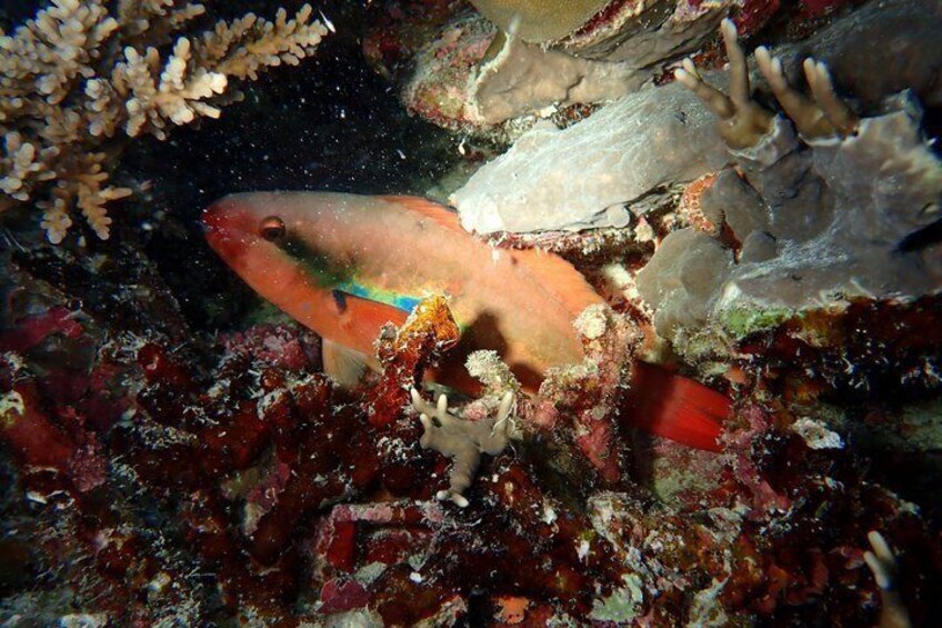 A fish swimming among coral and rocky underwater terrain. 2