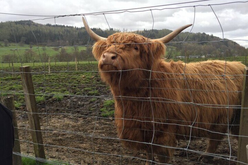 A Highland cow behind a wire fence with a mountainous landscape in the background. 1
