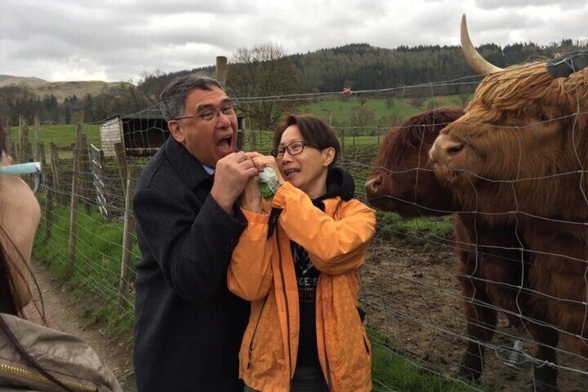 A person in an orange jacket feeding a Highland cow. 3
