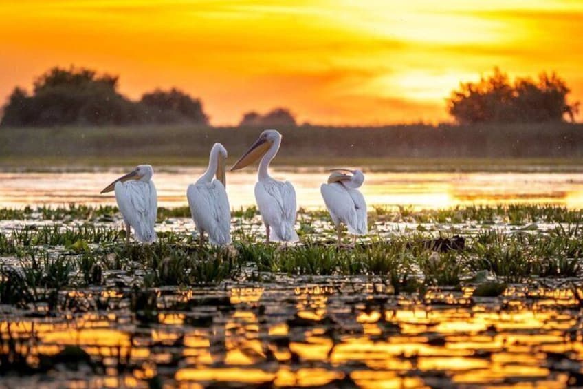 Danube Delta Experience: Wildlife Tour from Tulcea 1