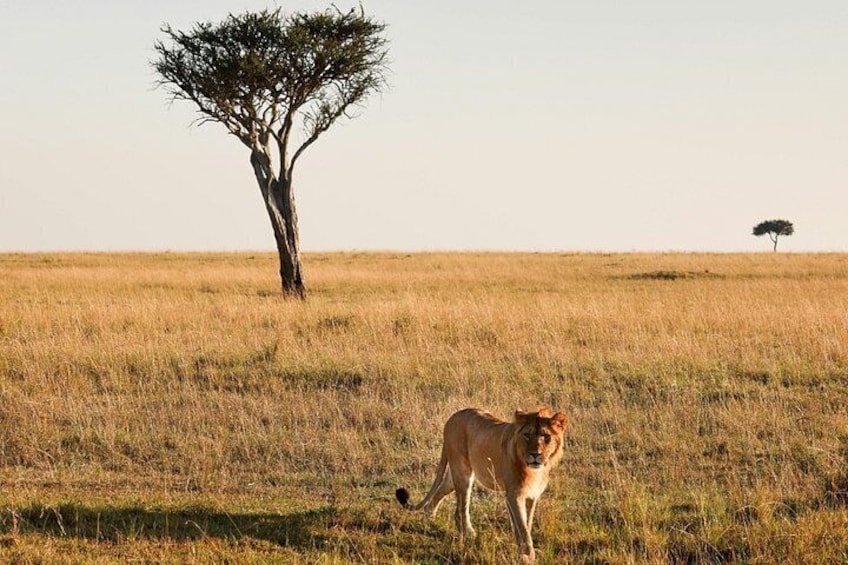 A lion in a grassy savanna with a tree in the background. 3