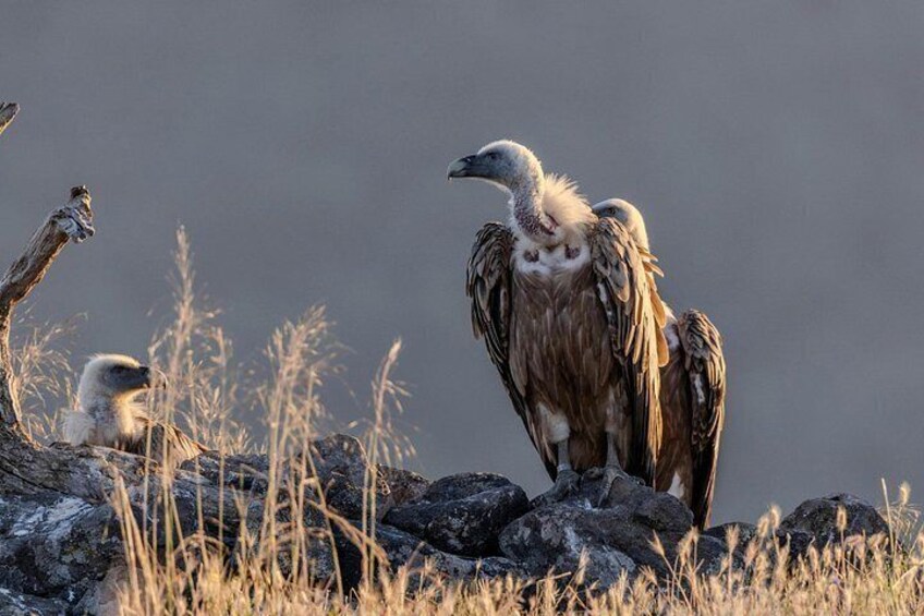 A large bird perched on rocks in a grassy field. 5