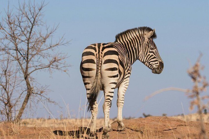 A zebra standing in a dry grassland with sparse trees in the background. 2
