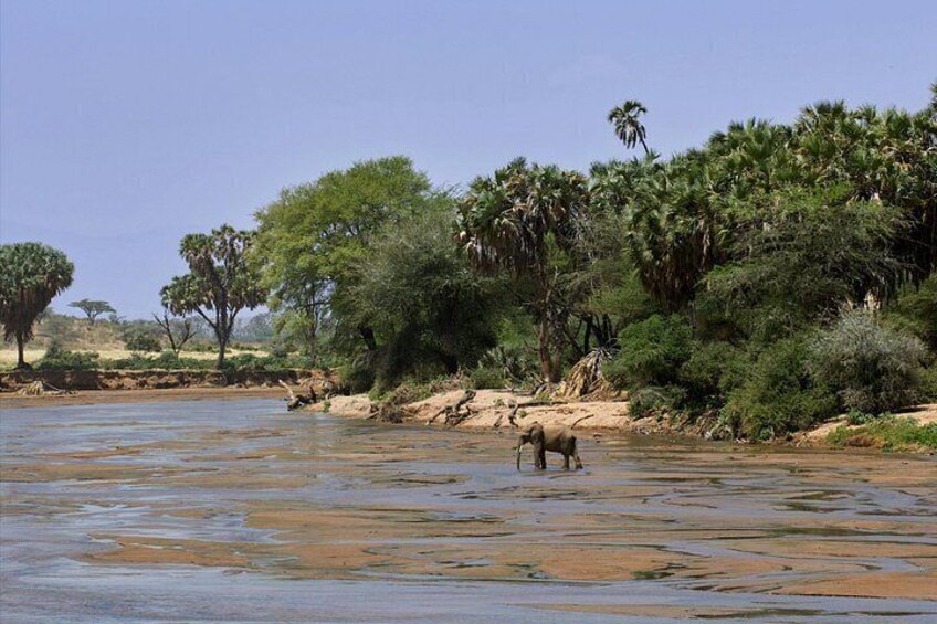 A river with a giraffe drinking water, surrounded by trees and bushes. 4