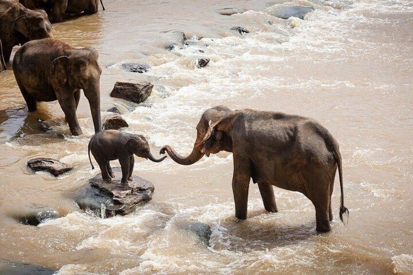 Elephants in a river with rocks. 1