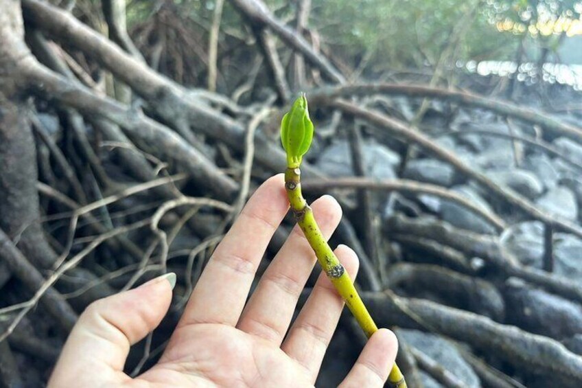 Een hand houdt een groene plantenstengel met een knop vast. 2