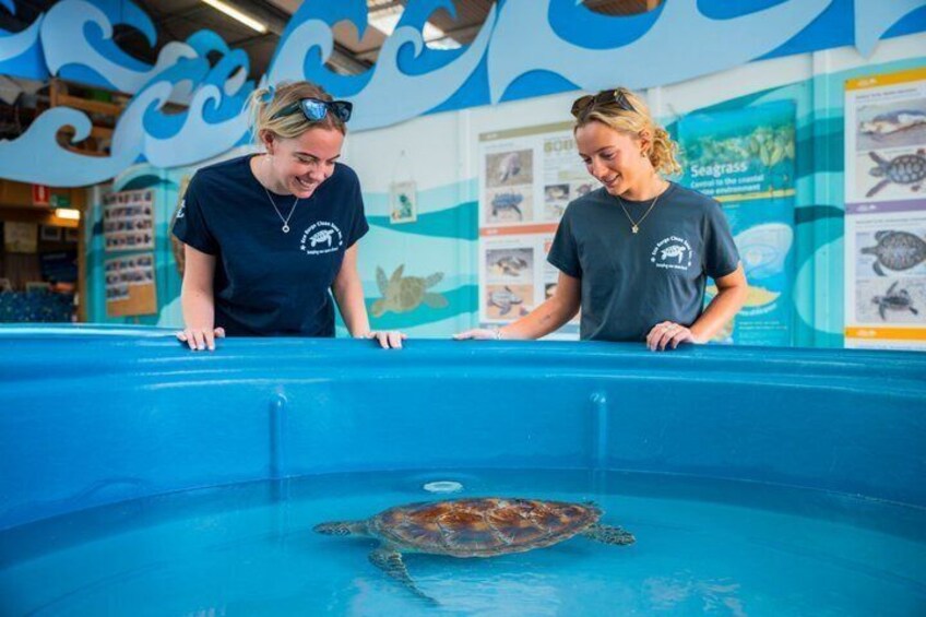 Twee mensen die een zeeschildpad bekijken in een blauw zwembad, met educatieve posters op de achtergrond. 1