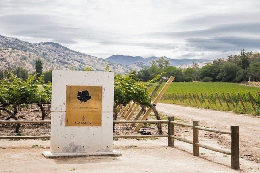 A vineyard with a sign reading 'Carmen' and a wooden fence. 4