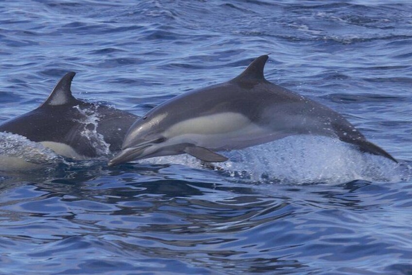 Dos delfines en el océano. 4