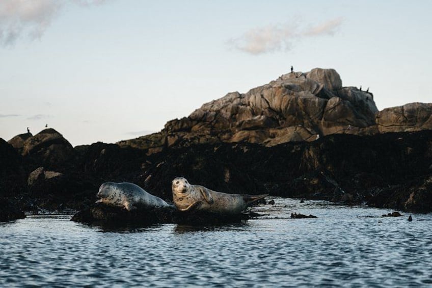 Dublin Coastal Walk: Dún Laoghaire to Dalkey with a Local Guide 3