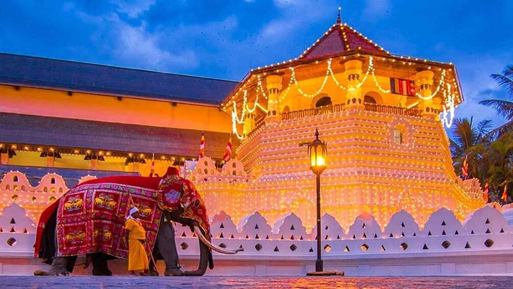 Picture 3 for Activity From Colombo: Kandy Temple and Tea Plantation Private Tour 1