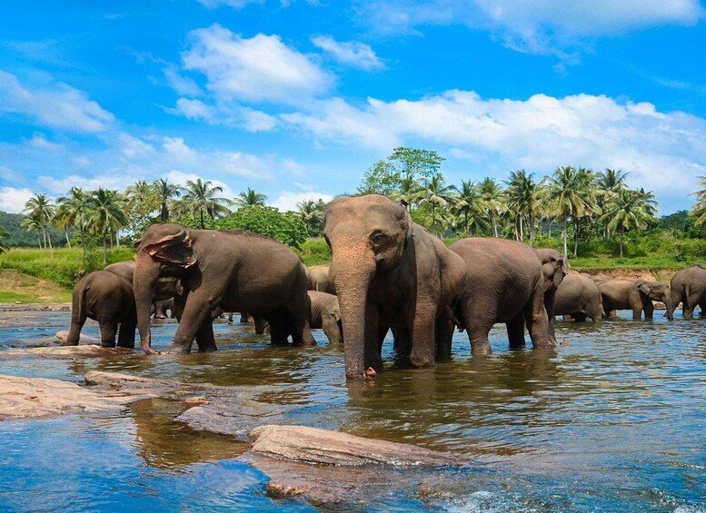 Picture 4 for Activity From Colombo: Kandy Temple & Botanic Garden Day Tour 3
