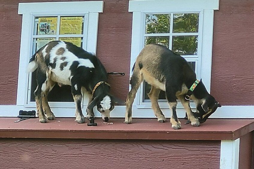 Interactive Goat Tour 3