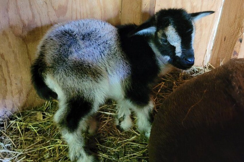 Interactive Goat Tour 2