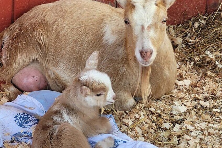 Interactive Goat Tour 2