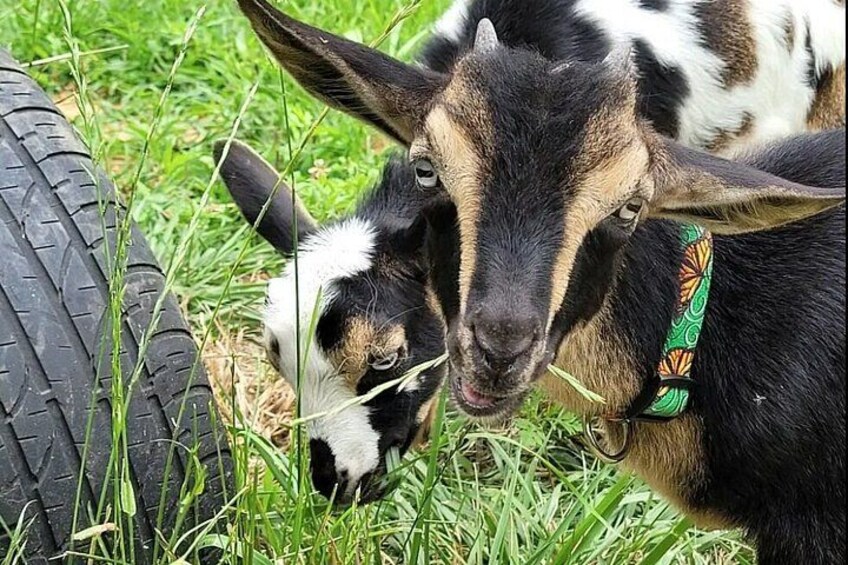 Interactive Goat Tour 1