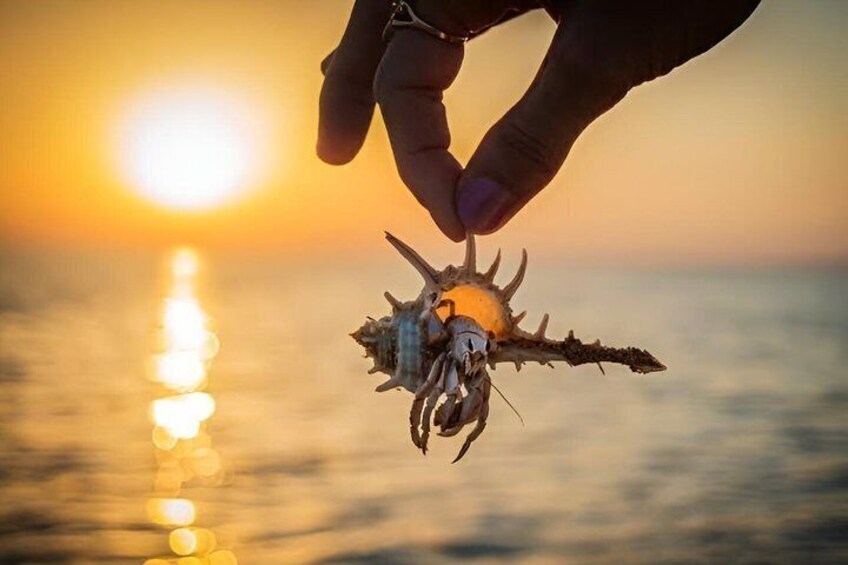 A hand holding a crab with a sunset in the background. 3