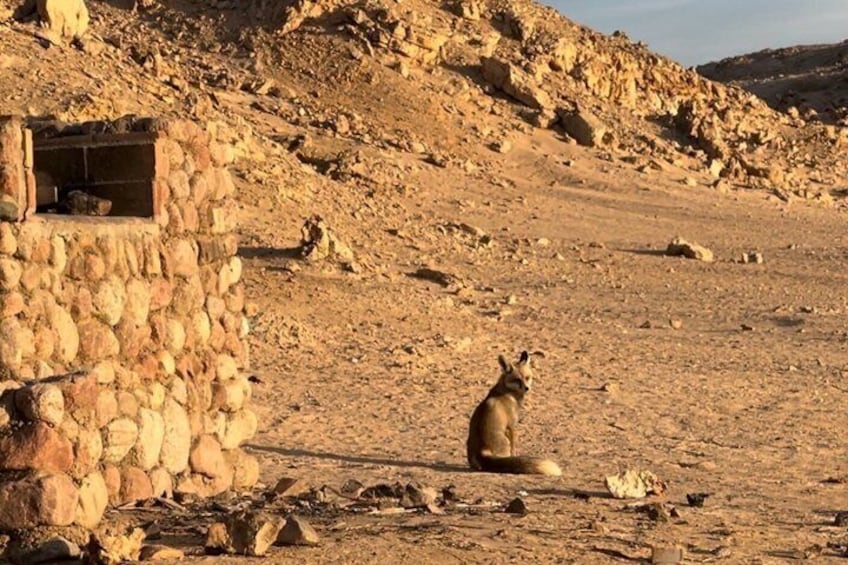 A kangaroo sitting on rocky ground near a stone structure. 4