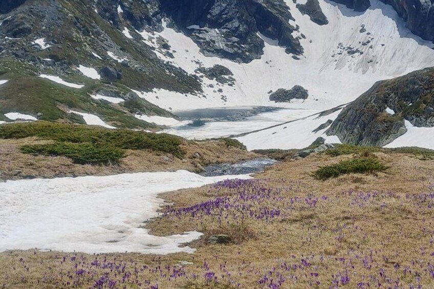 A mountainous landscape with a glacier, snow patches, and purple flowers. 4