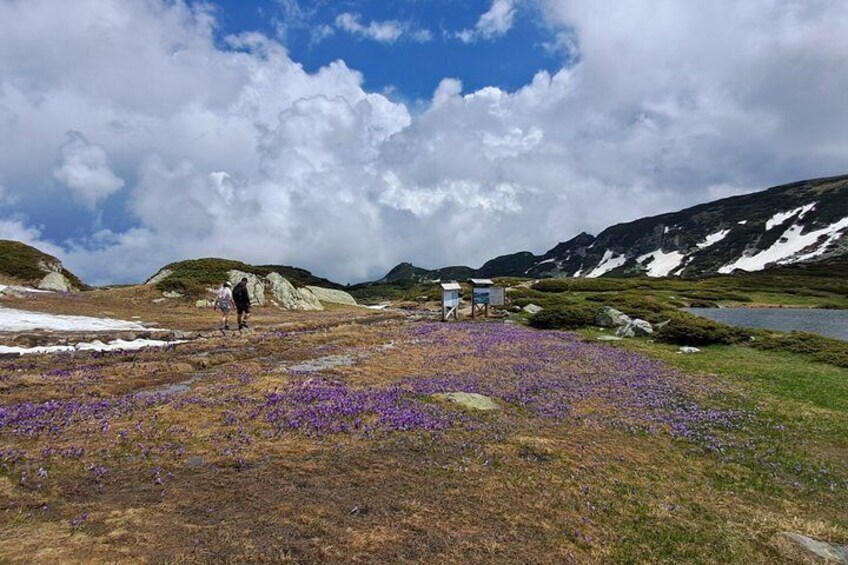 A person hiking in a mountainous area with purple flowers and a small shelter. 3