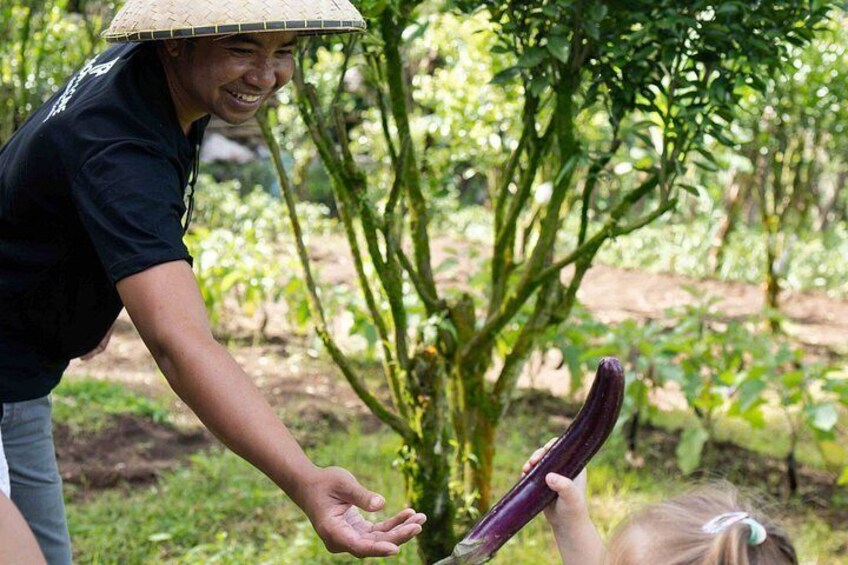 A person holding a large purple eggplant in a garden. 5