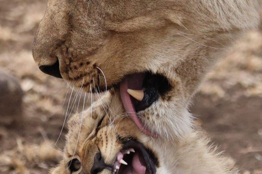 A lion's face with its mouth open, revealing its teeth. 2