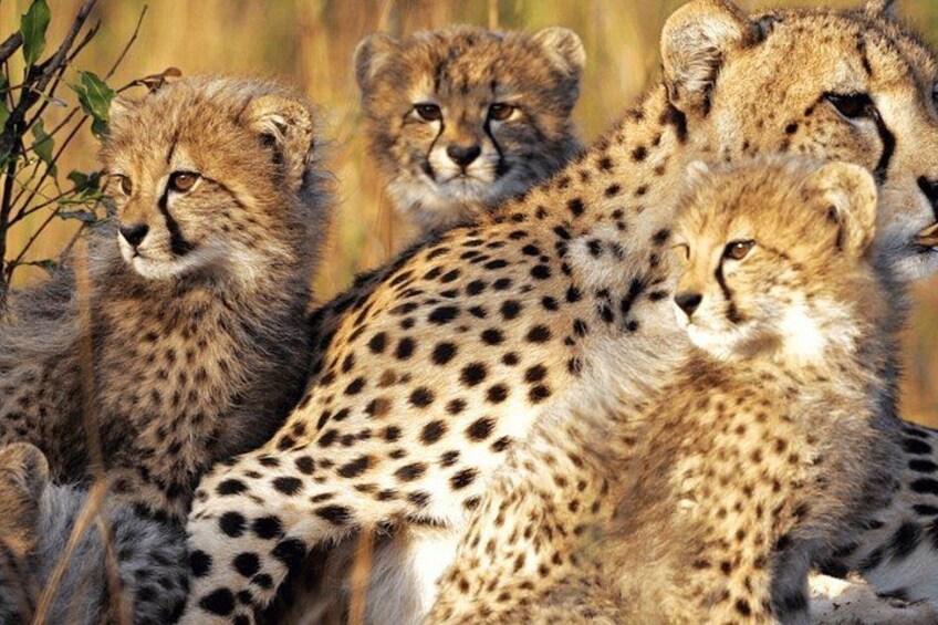Cheetahs in a natural setting with tall grasses and trees. 4