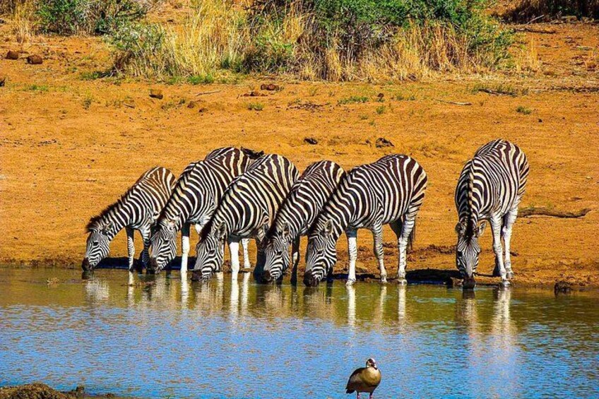Zebras drinking water at a riverbank with a bird nearby. 3