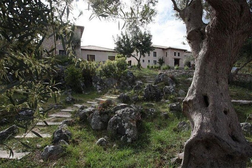 Half Day Tour with Olive Oil and Wine Tasting Experience 3