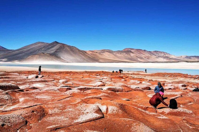 Piedras Rojas Tour Explore Altiplanic Lagoons and Chaxa 1