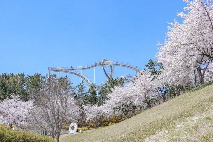 A roller coaster, cherry blossoms, and a grassy hill. 2