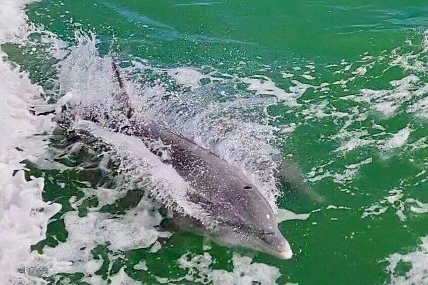Een dolfijn springt uit het water. 2