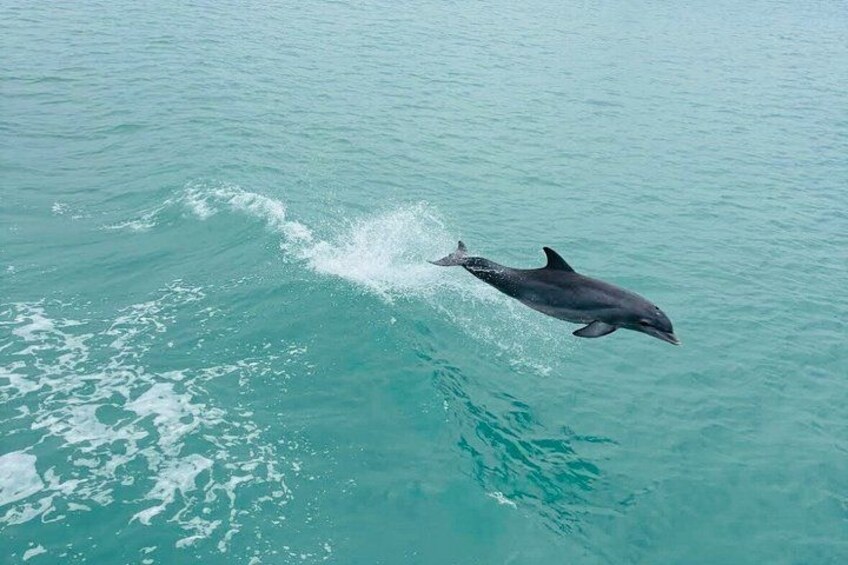 Een dolfijn springt uit het water. 4