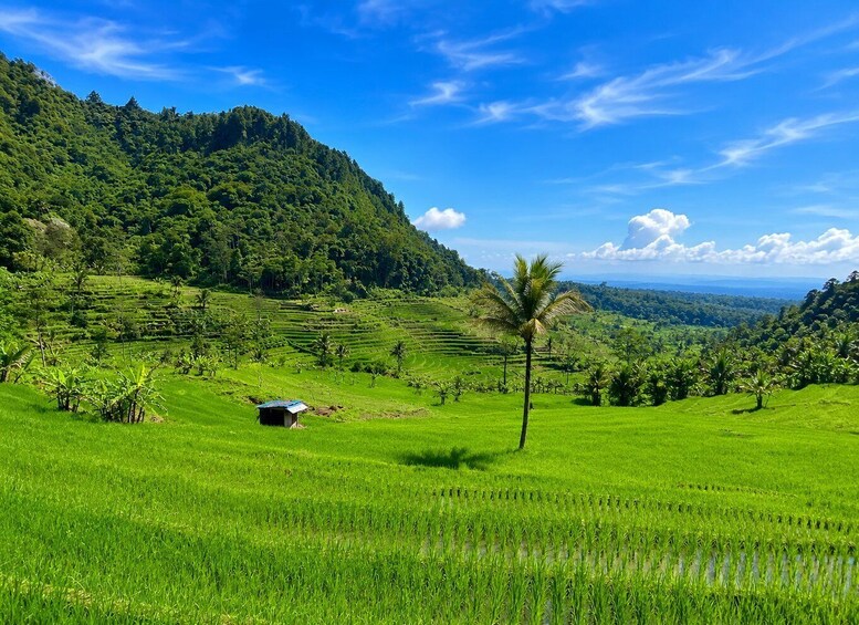 A lush green rice paddy with terraced fields, a palm tree, and a small hut. 4