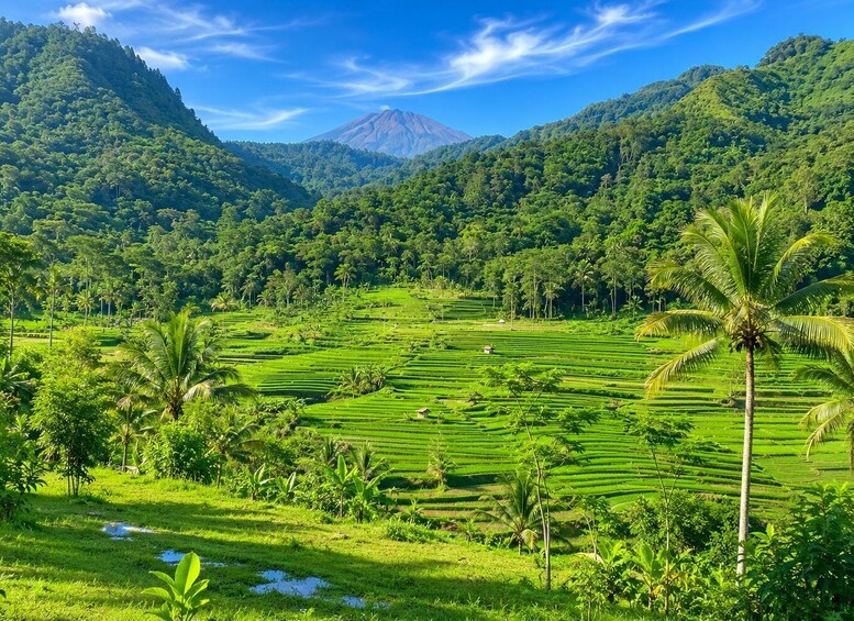 Terraced rice fields, palm trees, and a mountain in the background. 2