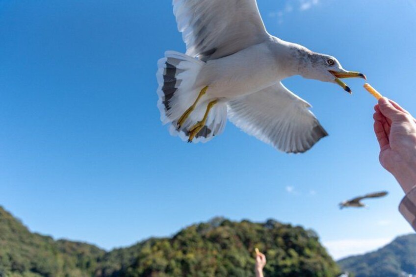 A seagull flying towards a hand offering food. 2