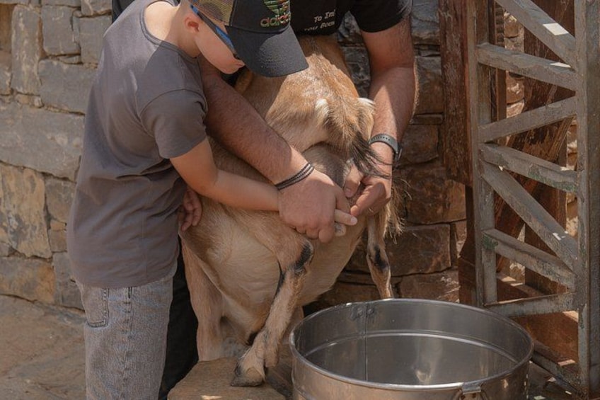 Crete Authentic farm experience 1