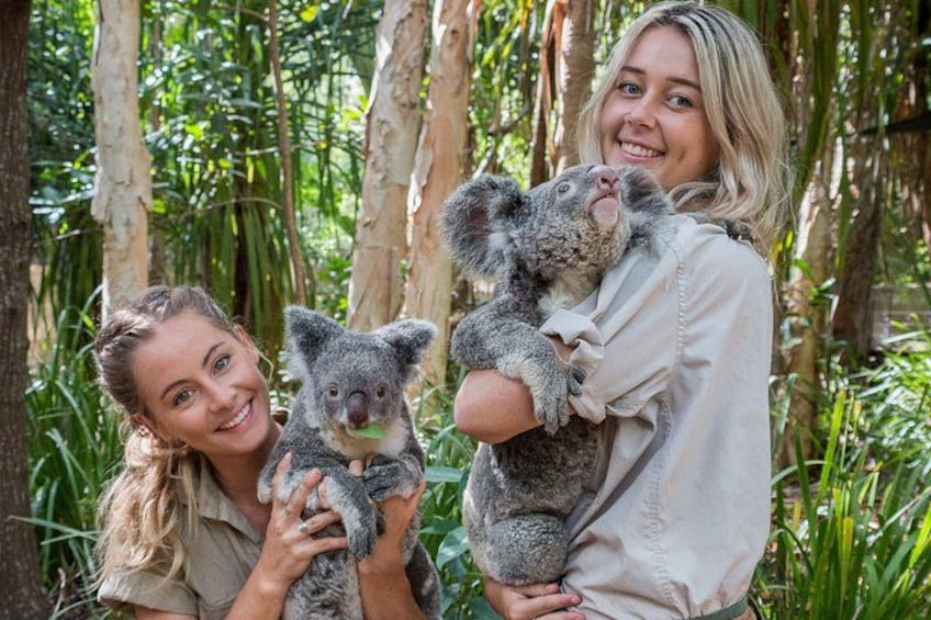 Breakfast with Koalas Experience on Magnetic Island 5