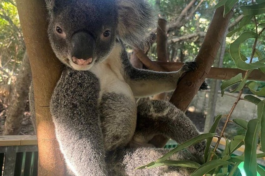 Breakfast with Koalas Experience on Magnetic Island 2