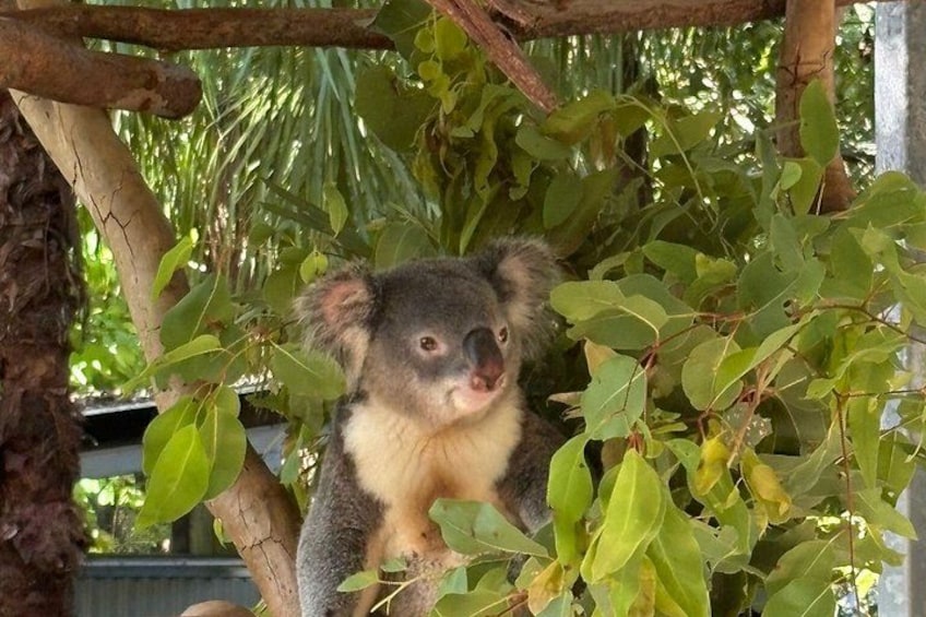 A koala resting on a tree branch surrounded by green leaves. 2