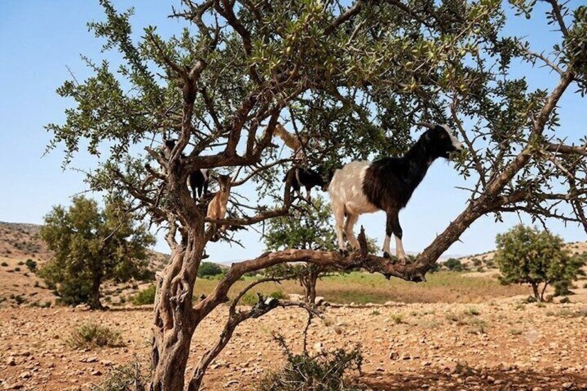 Agadir: Souk El Had Market & Tree-Climbing Goats Morning Tour 2