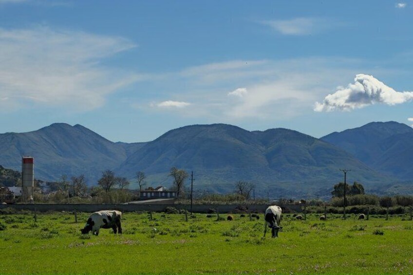 A green field with cows grazing, mountains in the background, and a water tower. 3